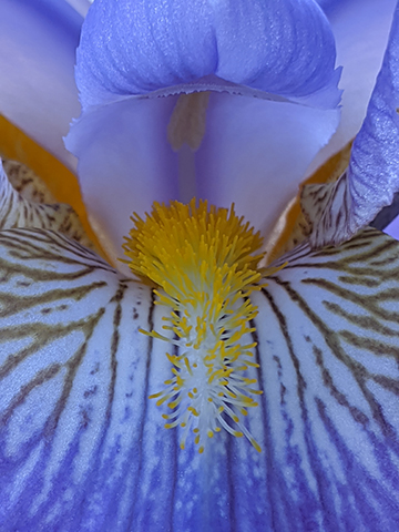 Close up photograph of purple and white iris with yellow center.