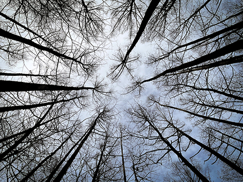 Photograph of the sky looking up past the trees.