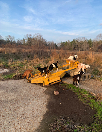 Photograph of goats standing on metal equipment.