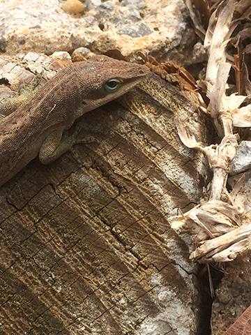 Photograph of a lizard.