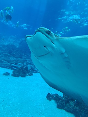 Photograph of a stingray under water.