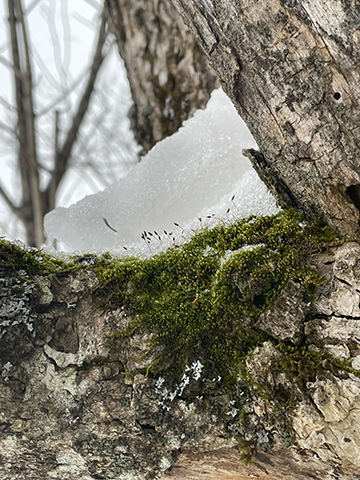 Photograph of a piece of ice in a tree.