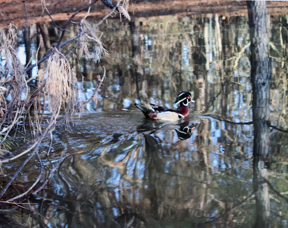 Image of duck swimming in pond.