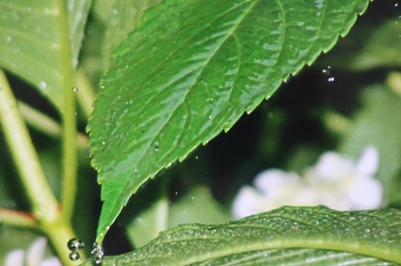 Close up image of leaves with dew drops.