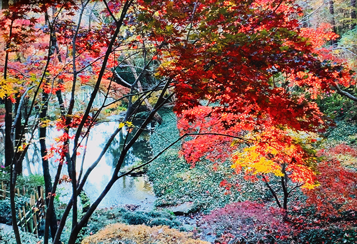 Photograph of fall trees.