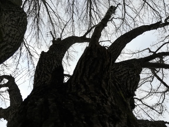 Dark image of warped branches