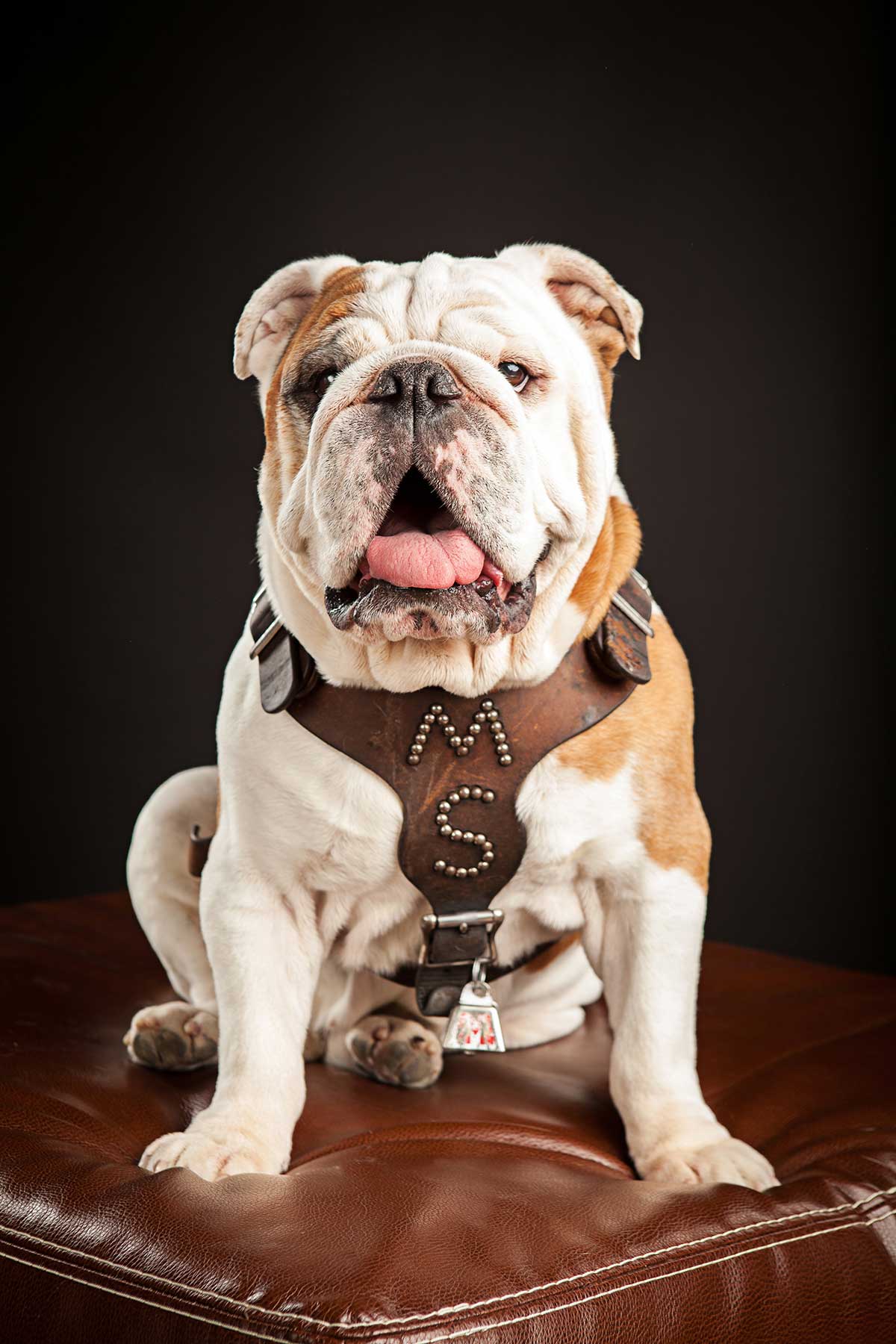 Portrait photo of bully the bulldog