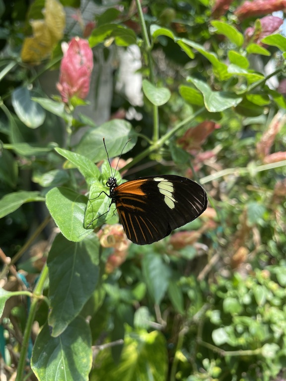 Butterfly on leaf