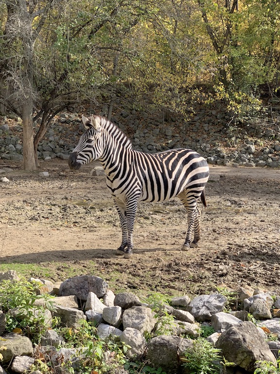 Image of Zebra