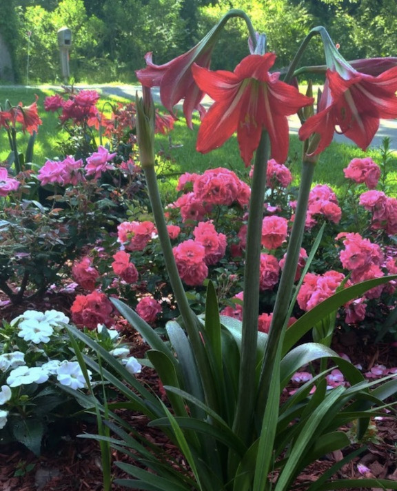 Picture of garden full of flowers