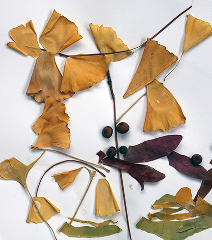 Collage of leaves and sticks on white background.