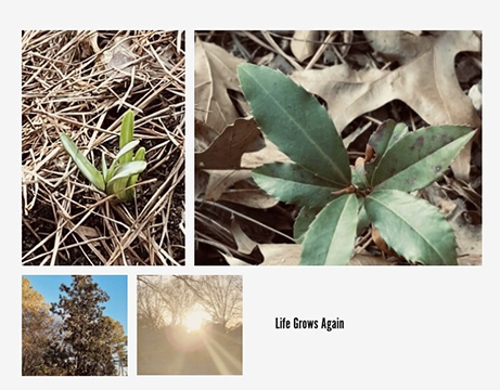 Two photographs of plants, one photograph of a tree, and one photograph of the sun arranged together..