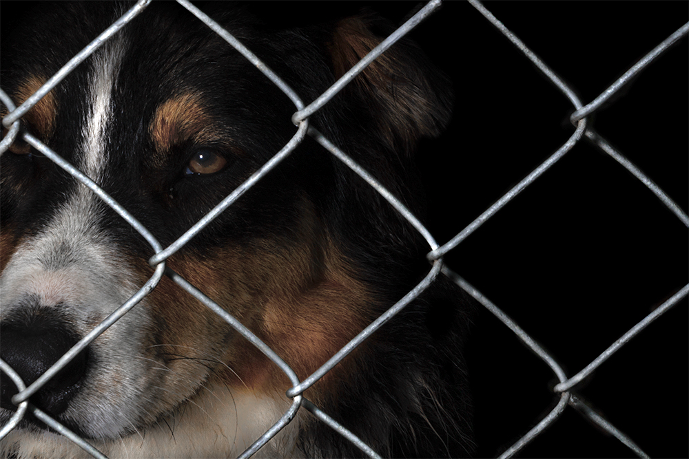 A photograph of a dog behind a fence