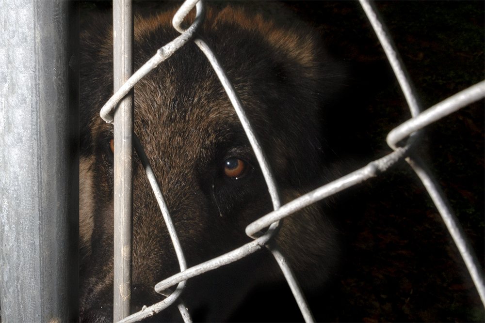 A photograph of a dog behind a fence