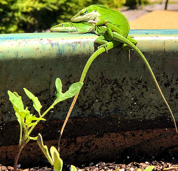 Color photograph of two green lizards stacked on top of each other outside.