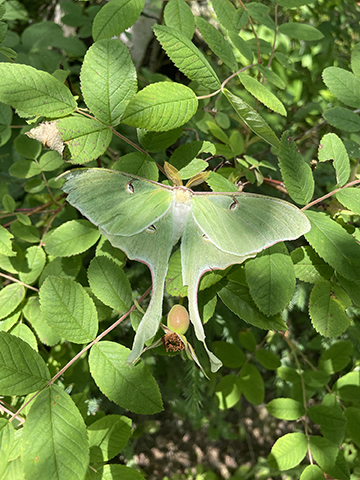 Photograph of a large luna moth on a plant.