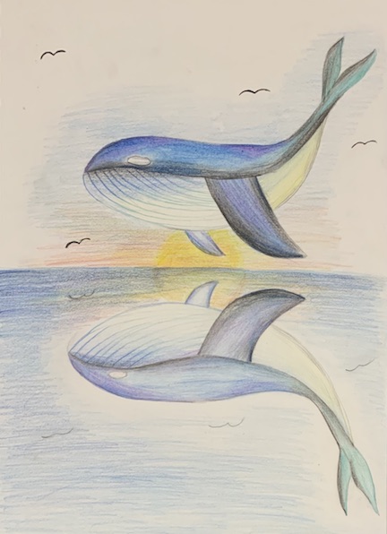 Drawing of whale.