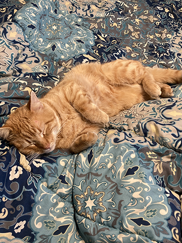 Photograph of a cat laying on a blanket.