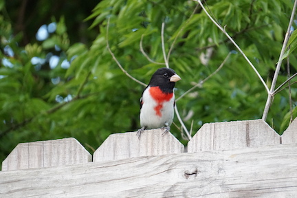 Bird sitting on fence post