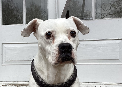 Photograph of a dog wearing a dog collar.