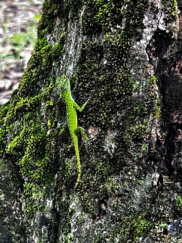 Photograph of a lizard on a tree.