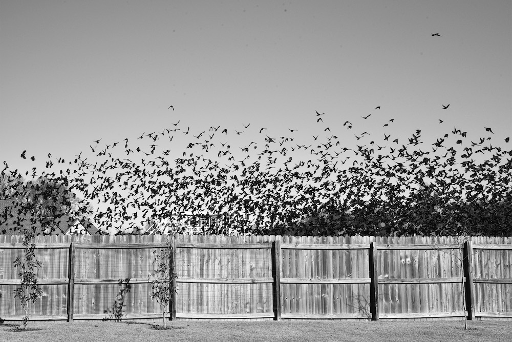 Photograph of a flock of black birds taking off for flight. 