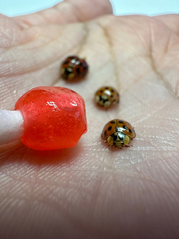 Photograph of a hand holding three ladybugs and lollipop.
