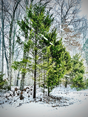 Photograph of a tree during snowfall.