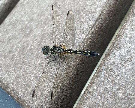 Photograph of a dragonfly.