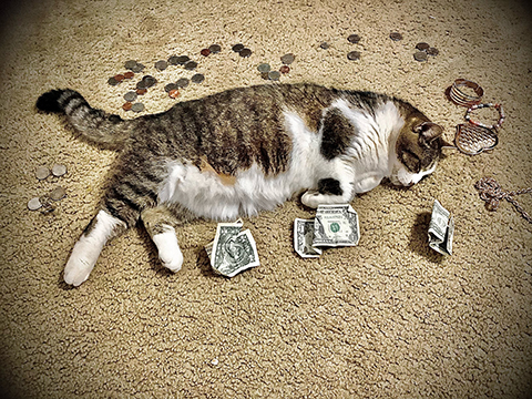 Photograph of a cat laying on its side surrounded by paper dollars and coins.