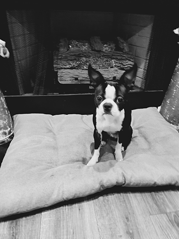 Black and white photography of a black and white Boston Terrier puppy sitting on a pillow in front of a fireplace.
