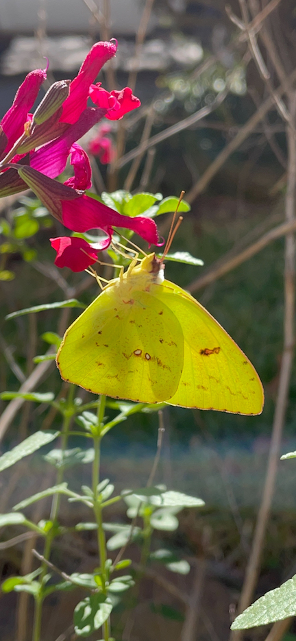 Picture of butterfly drinking nectar from flower