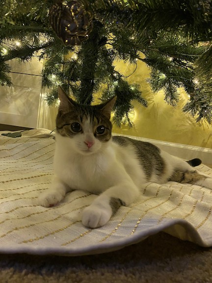 Image of cat under a Christmas tree