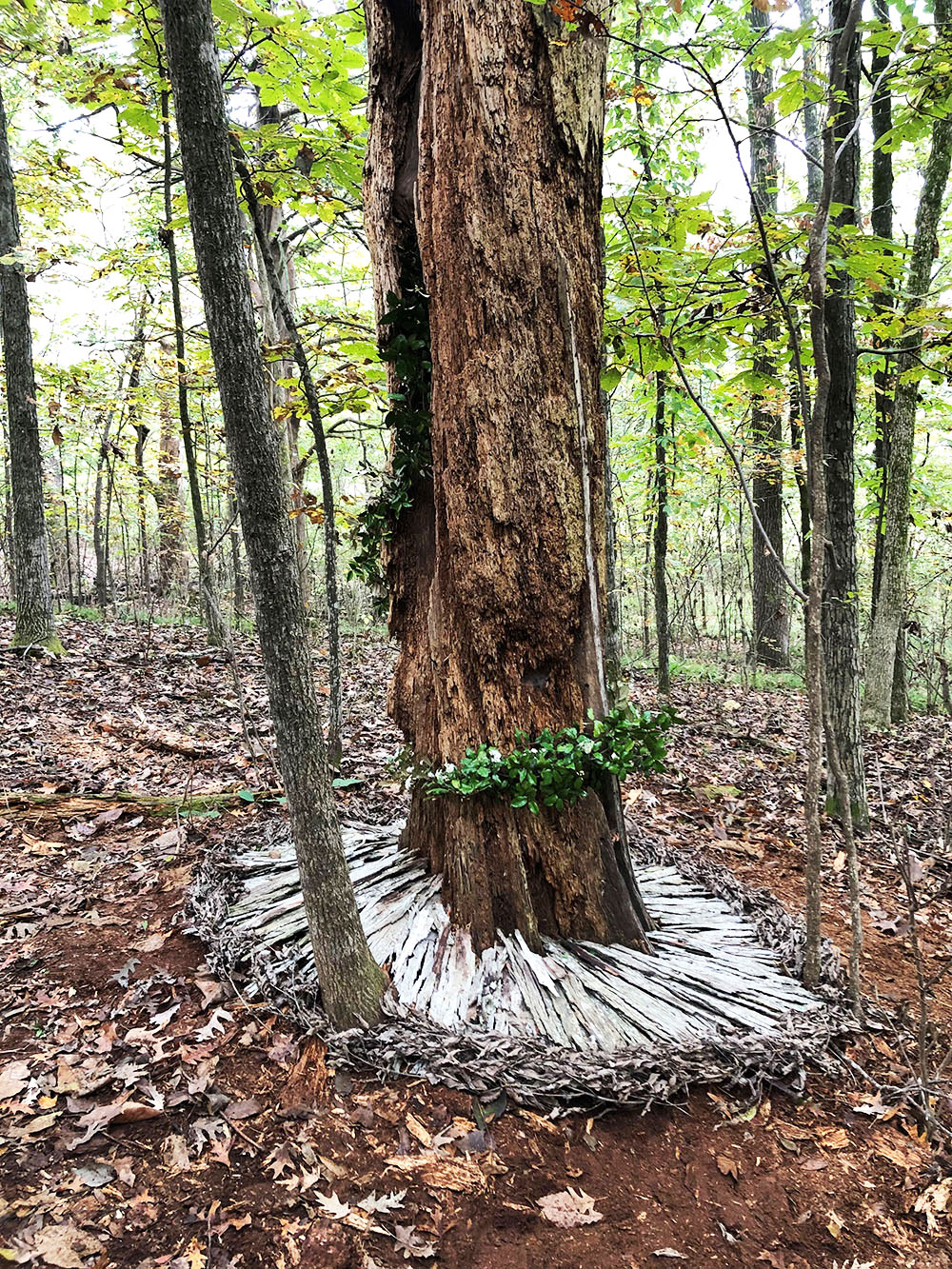 A tree appears to be surrounded by bark in a circular notation. 