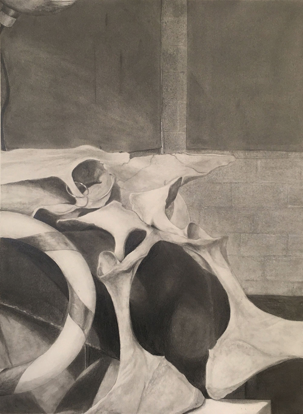 Still life drawing out of charcoal - specifically focused in on a skull.
