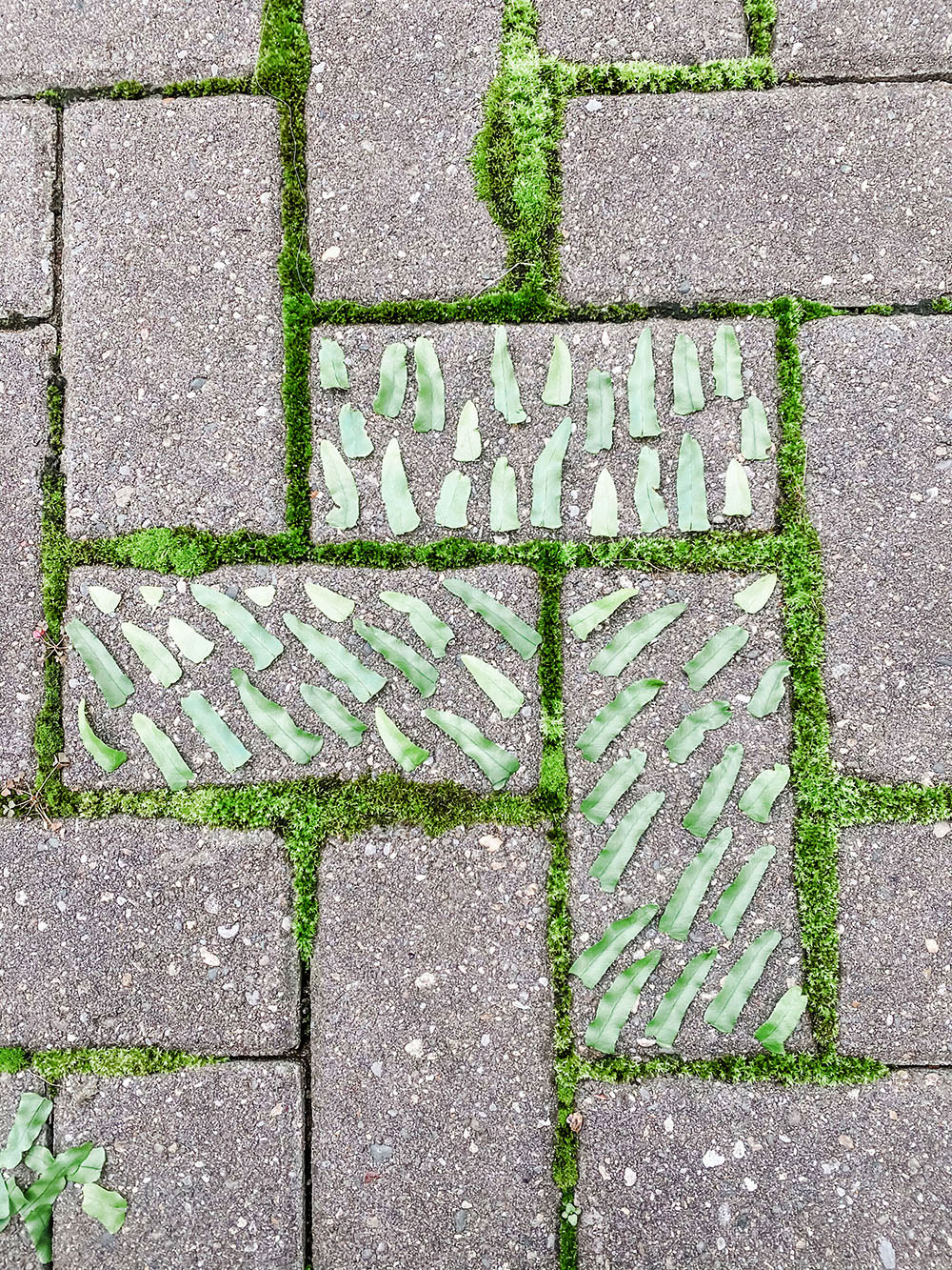 Pieces of leaves torn up are laid out in different directions on three separate bricks. 