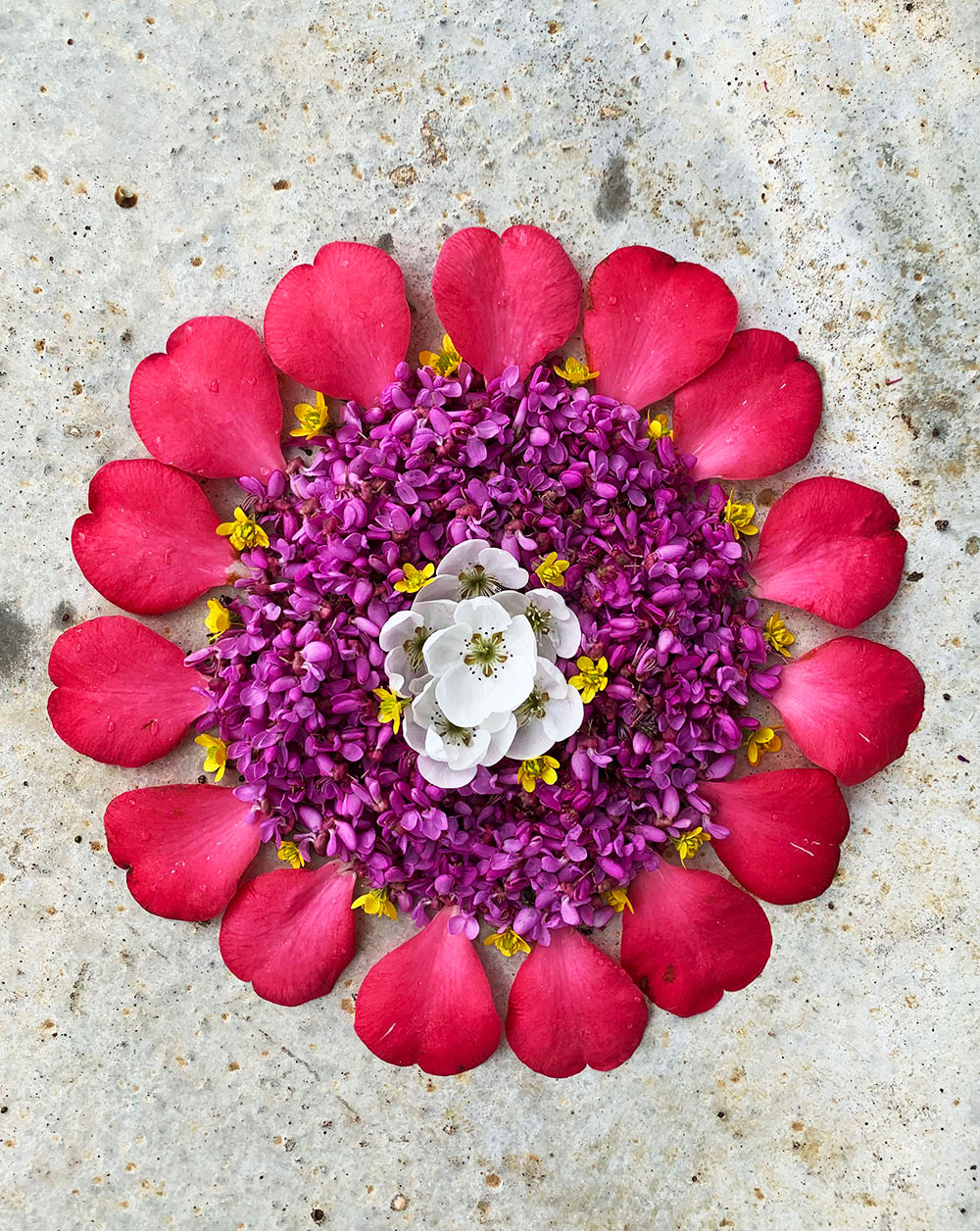 Several flowers are picked and laid out on the ground in a circle. Starting with the outer layer we have hot pink, next is purple, and the center is white - with hints of yellow smaller flowers on the outer side of the middle layer (purple).