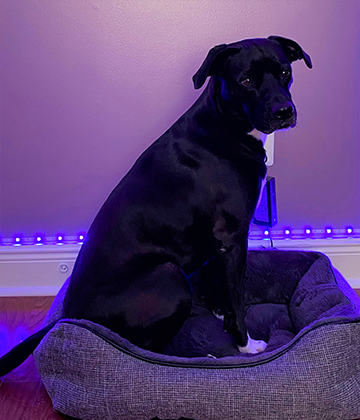 Photograph of a black dog lit with a purple light.