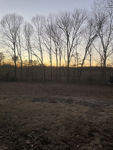 Sunset through the trees.