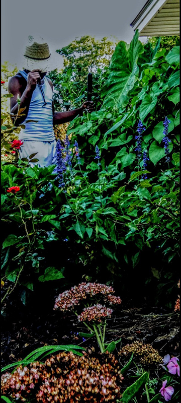 Photograph of a person wearing a hat and working in a garden.
