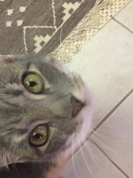 Photograph of cat face looking up.