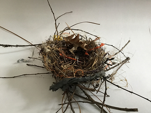 Photograph of a bird's nest.