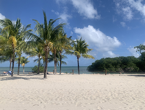 Photograph of palm trees on a beach.