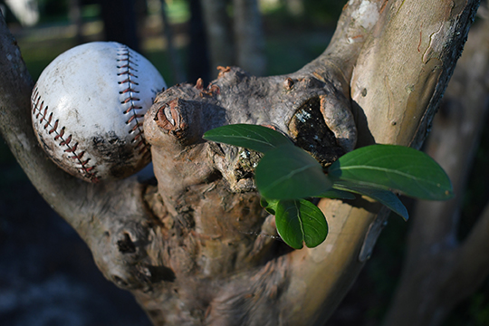 Photograph of a baseball stick on a tree branch.