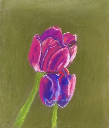 Pastel drawing of two tulips.