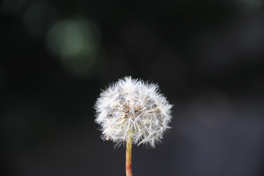 Photograph of a dandelion wish flower.
