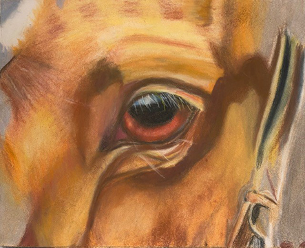 Color pencil drawing of a horse's eye.
