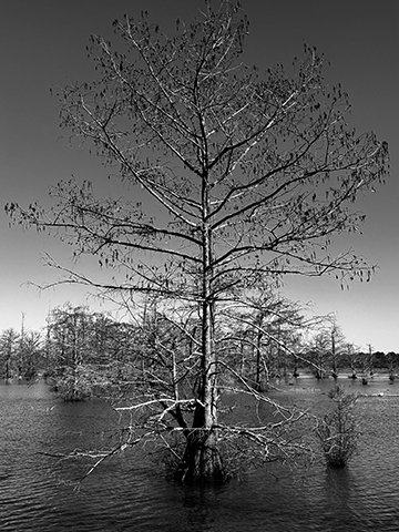 Black and white photograph of a cypress tree.