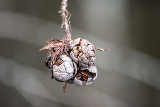 Close up photograph of seeds on a branch in winter.