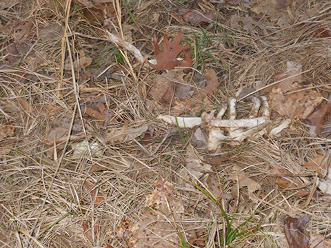 Photograph of animal bones in tall grass.